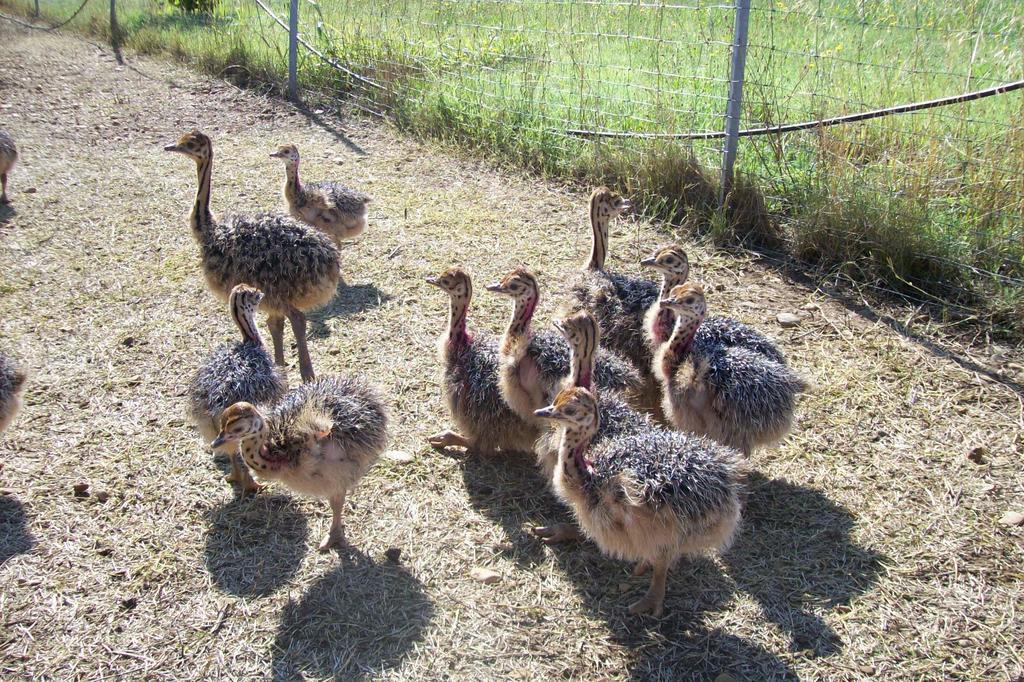 Les Roulottes-Gites De La Ferme De L'Autruche Dromoise Livron-sur-Drôme エクステリア 写真