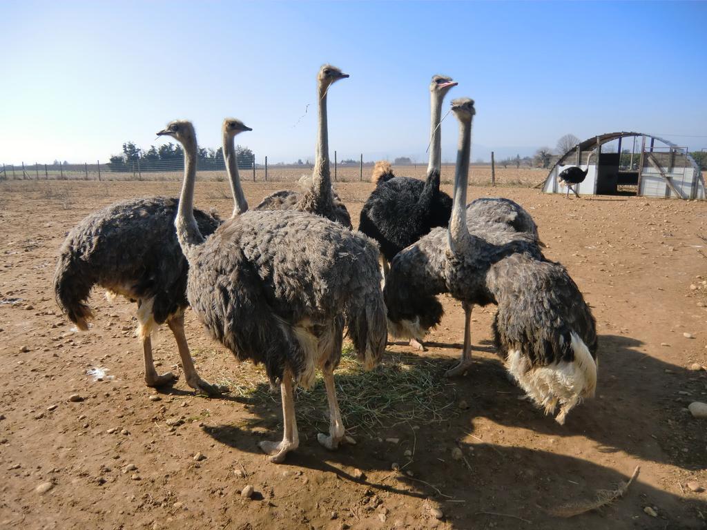 Les Roulottes-Gites De La Ferme De L'Autruche Dromoise Livron-sur-Drôme エクステリア 写真