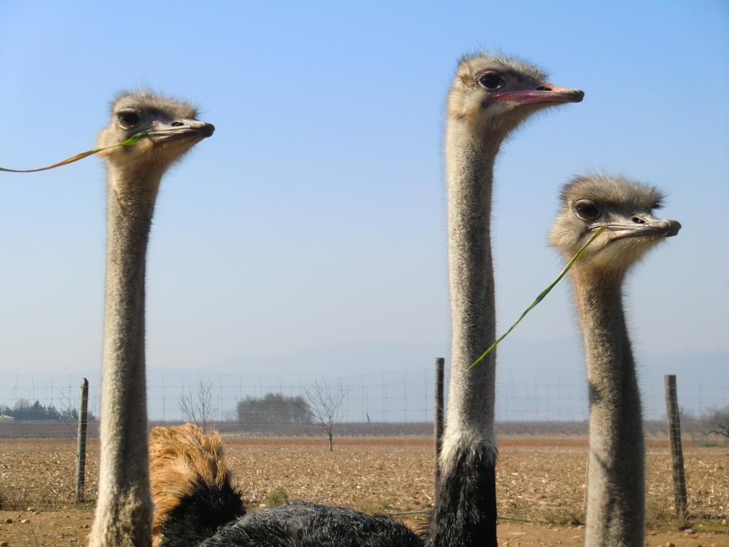 Les Roulottes-Gites De La Ferme De L'Autruche Dromoise Livron-sur-Drôme エクステリア 写真